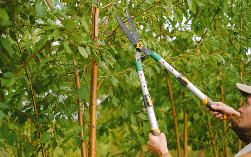 Tree trimming in Verplanck, NY